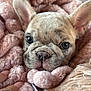 Clover is registered to the contest to win money with this photo: dog, puppy, french_bulldog, closeup, face, nose, eyes, ears, blanket, pink, plush, cozy, cuddly, pet, domestic_animal, whiskers, human_hand, tattoo, portrait, fur