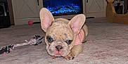 Clover is registered to the contest to win money with this photo: dog, puppy, french_bulldog, pet, carpet, living_room, television, fireplace, toy_rope, coffee_table, cabinet, furniture, indoor, ears, cute, pink_clothing, bottle, floor, close_up, portrait