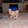 dog, puppy, french_bulldog, pet, carpet, living_room, television, fireplace, toy_rope, coffee_table, cabinet, furniture, indoor, ears, cute, pink_clothing, bottle, floor, close_up, portrait