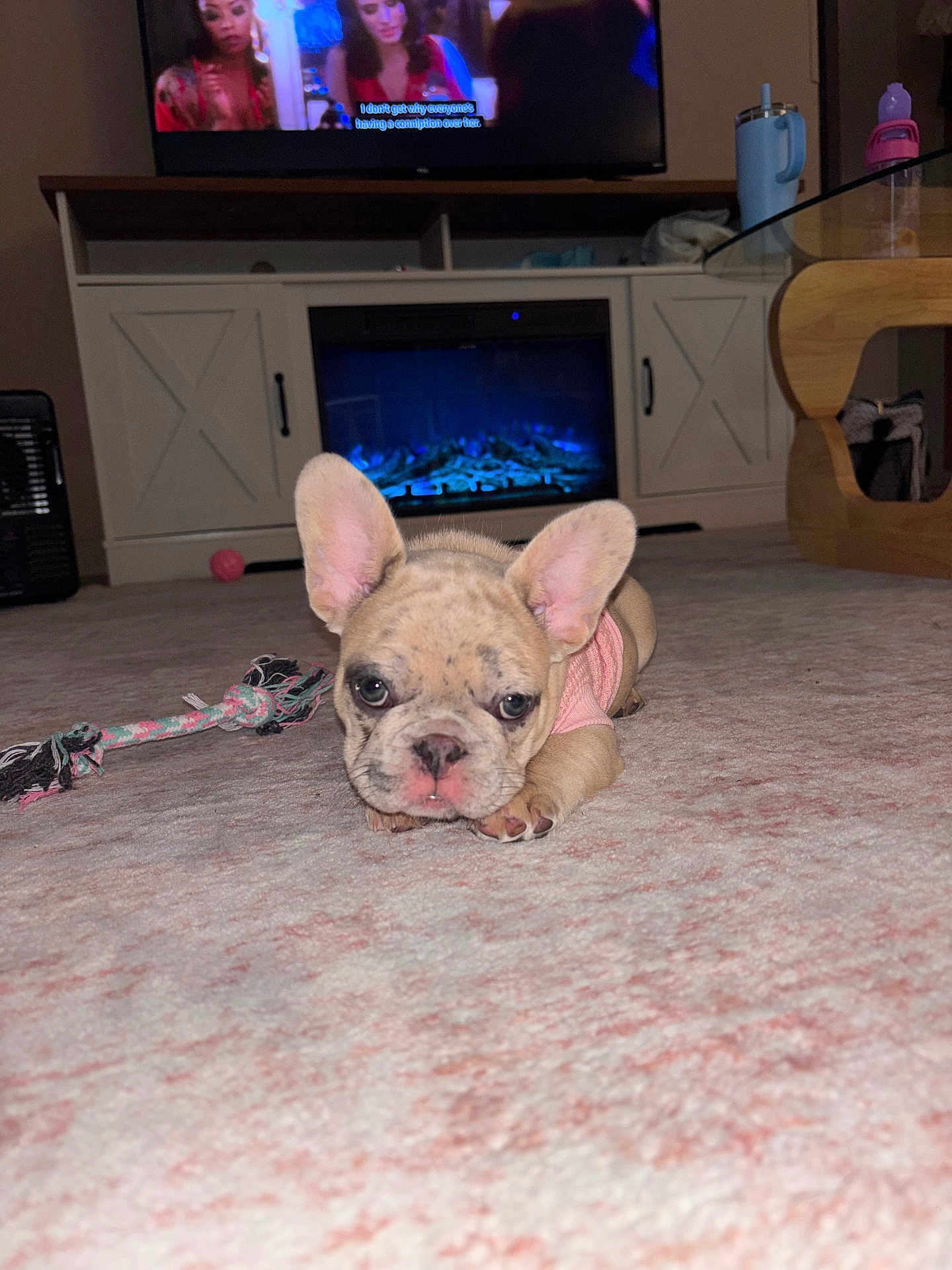 Clover is registered to the contest to win money with this photo: dog, puppy, french_bulldog, pet, carpet, living_room, television, fireplace, toy_rope, coffee_table, cabinet, furniture, indoor, ears, cute, pink_clothing, bottle, floor, close_up, portrait