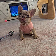 Clover joined the competition — help win amazing prizes! french_bulldog, puppy, dog, pink_sweater, carpet, rope_toy, living_room, coffee_table, tv_console, electric_fireplace, cute, sitting, big_ears, wrinkled_face, paws, indoor, pet_toy, cozy, wood_furniture, glass_table