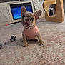 french_bulldog, puppy, dog, pink_sweater, carpet, rope_toy, living_room, coffee_table, tv_console, electric_fireplace, cute, sitting, big_ears, wrinkled_face, paws, indoor, pet_toy, cozy, wood_furniture, glass_table