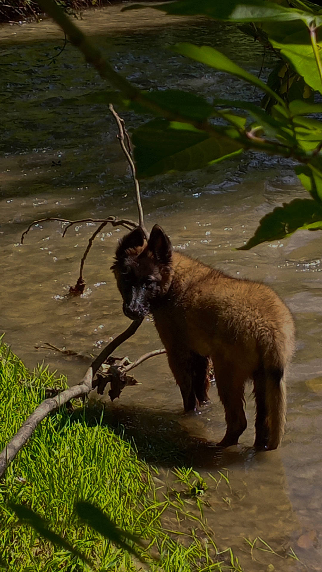 Hélios a rejoint le concours — aidez-le/la à gagner de superbes lots ! art, big_cats, canidae, carnivore, dog_breed, elephant, fawn, felidae, grass, natural_landscape, plant, snout, sporting_group, tail, terrestrial_animal, trunk, water, wildlife, working_animal, zoo