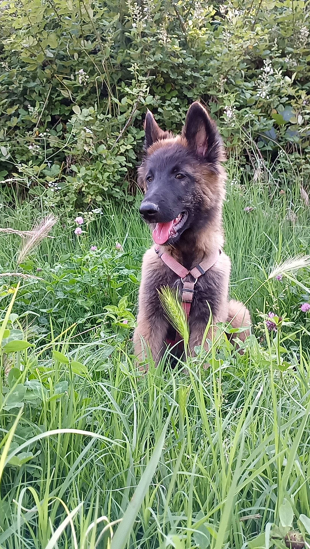 Hélios a rejoint le concours — aidez-le/la à gagner de superbes lots ! canidae, canis, carnivore, companion_dog, dog, dog_breed, fang, fawn, fur, grass, grassland, groundcover, herbaceous_plant, plant, snout, sporting_group, terrestrial_animal, wildlife, wolf, working_animal