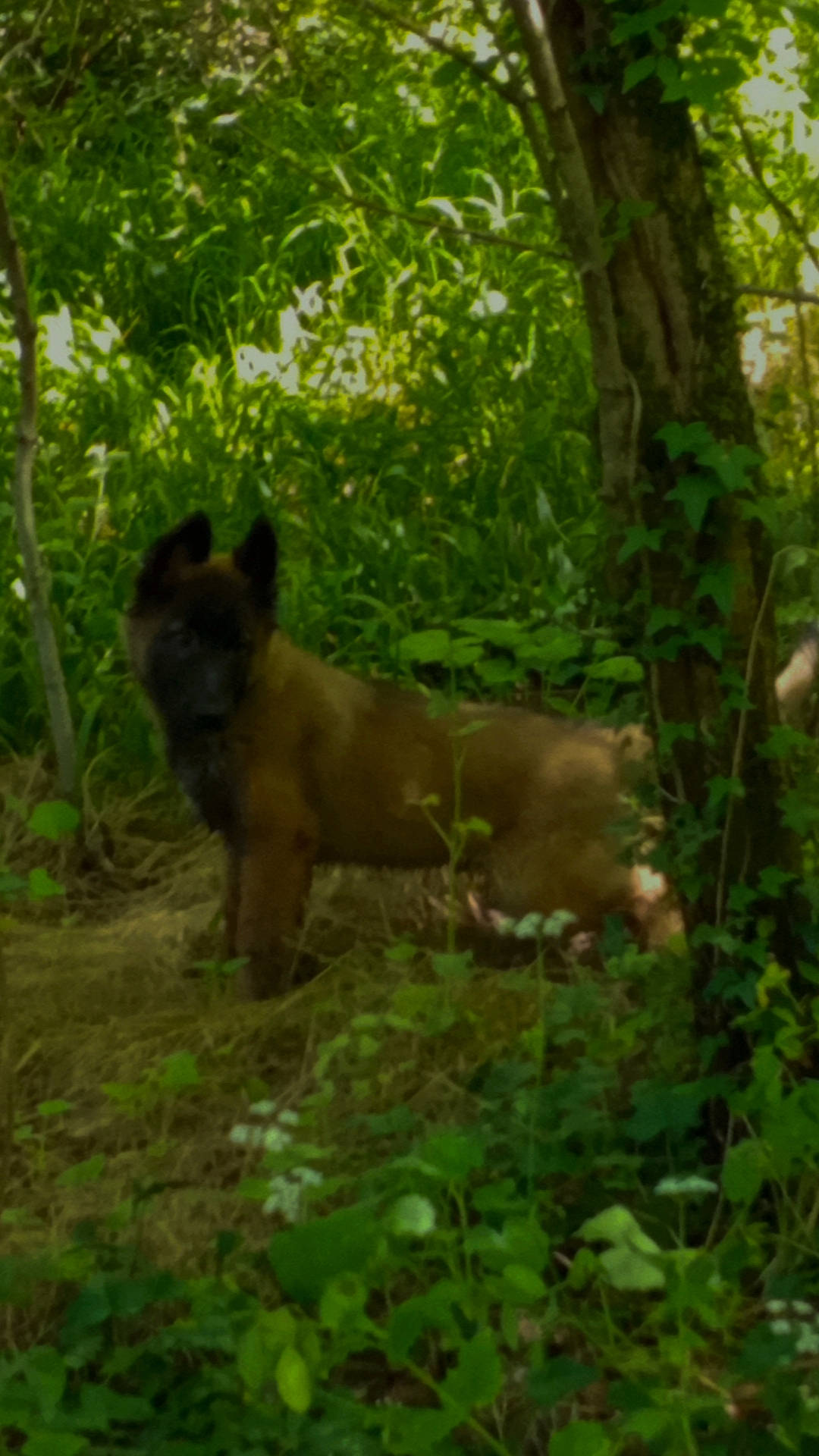 Hélios participe au concours pour gagner de l'argent avec cette photo : big_cats, carnivore, fawn, felidae, forest, grass, groundcover, jungle, liver, natural_landscape, plant, plant_community, snout, temperate_broadleaf_and_mixed_forest, terrestrial_animal, terrestrial_plant, tree, trunk, wood, woodland