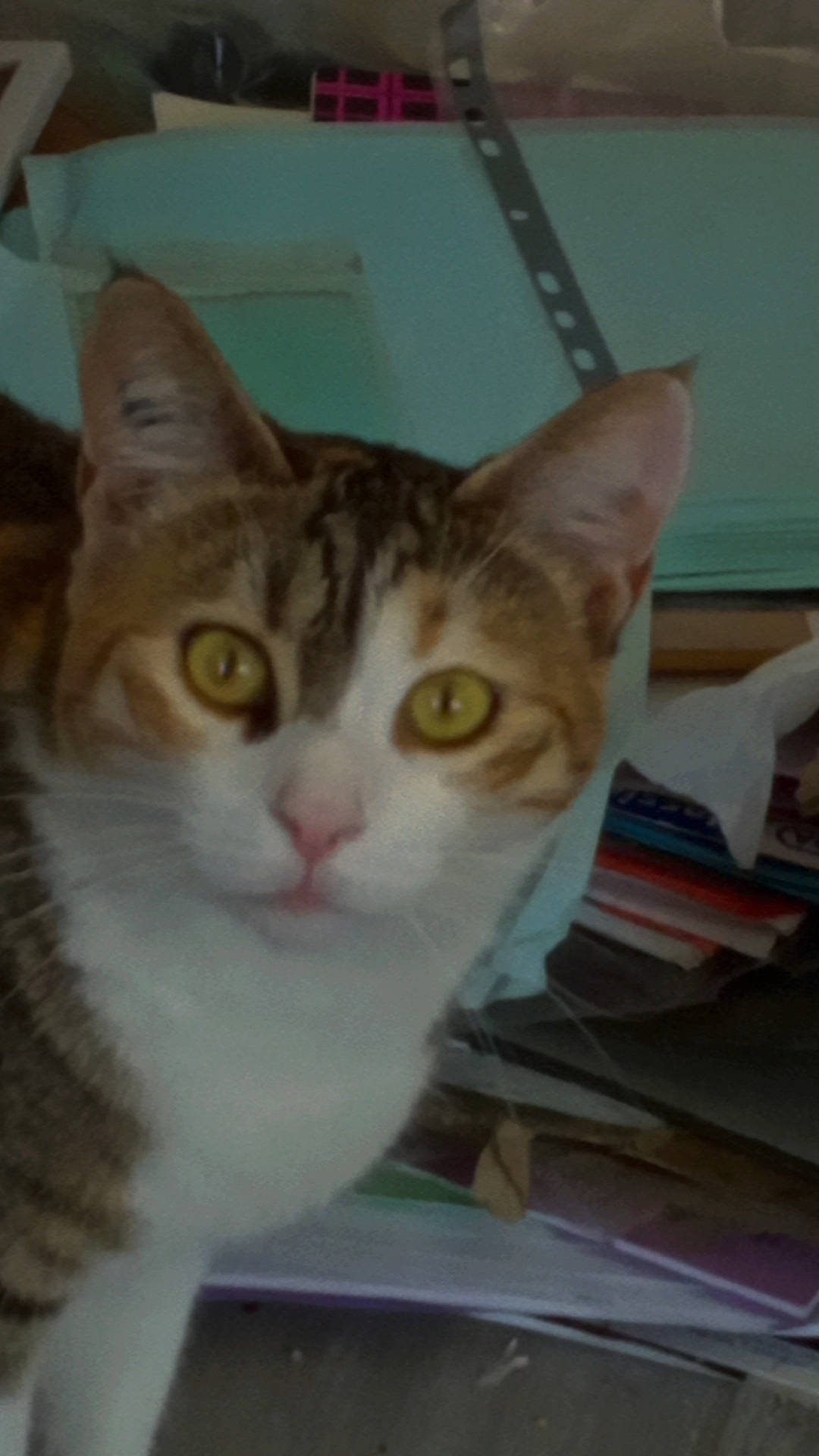 Hécate participe au concours pour gagner de l'argent avec cette photo : art, carnivore, cat, domestic_short_haired_cat, felidae, fur, photo_caption, small_to_medium_sized_cats, snout, terrestrial_animal, whiskers