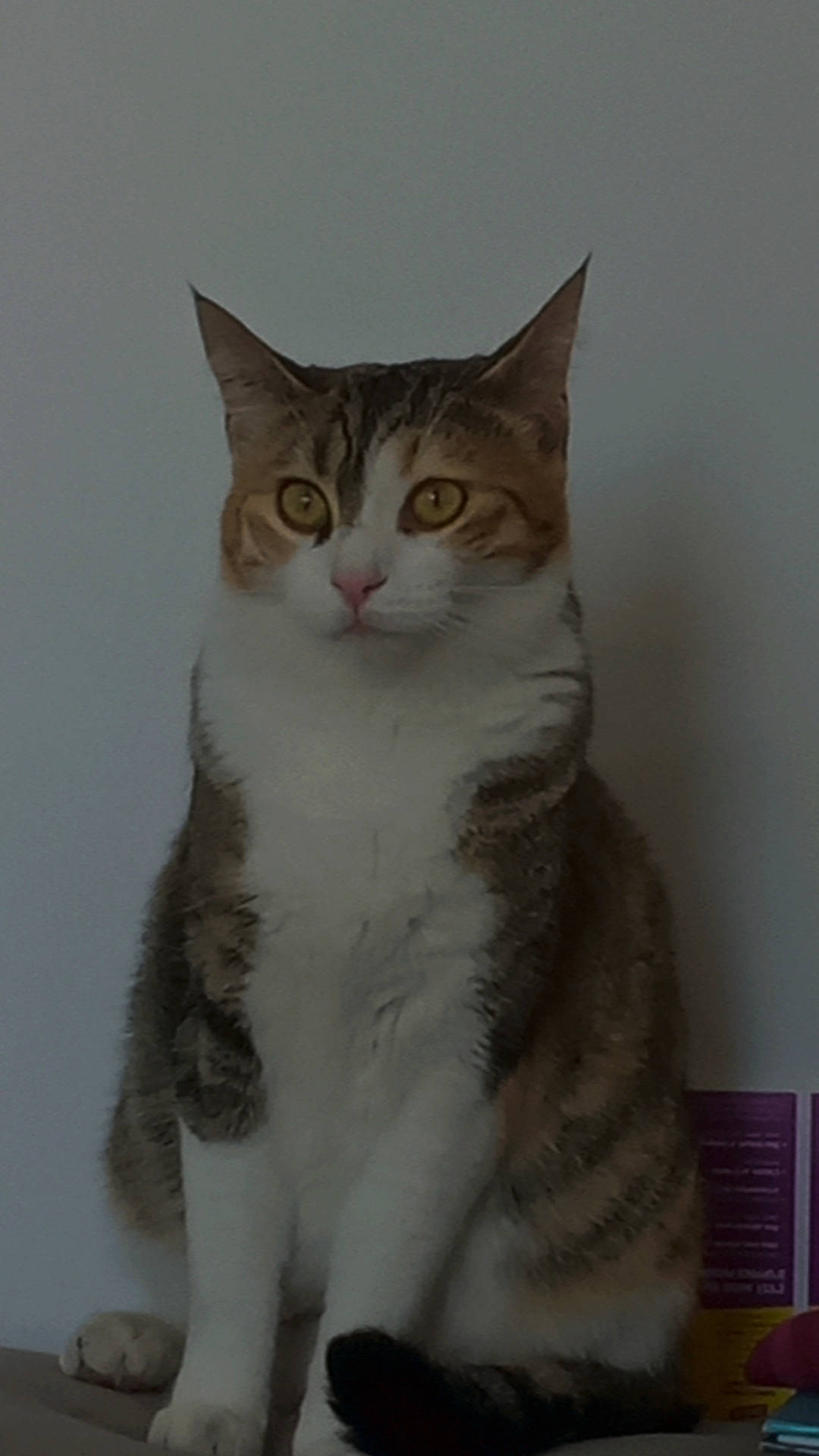 Hécate a rejoint le concours — aidez-le/la à gagner de superbes lots ! carnivore, cat, domestic_short_haired_cat, felidae, fur, iris, small_to_medium_sized_cats, snout, tail, terrestrial_animal, whiskers