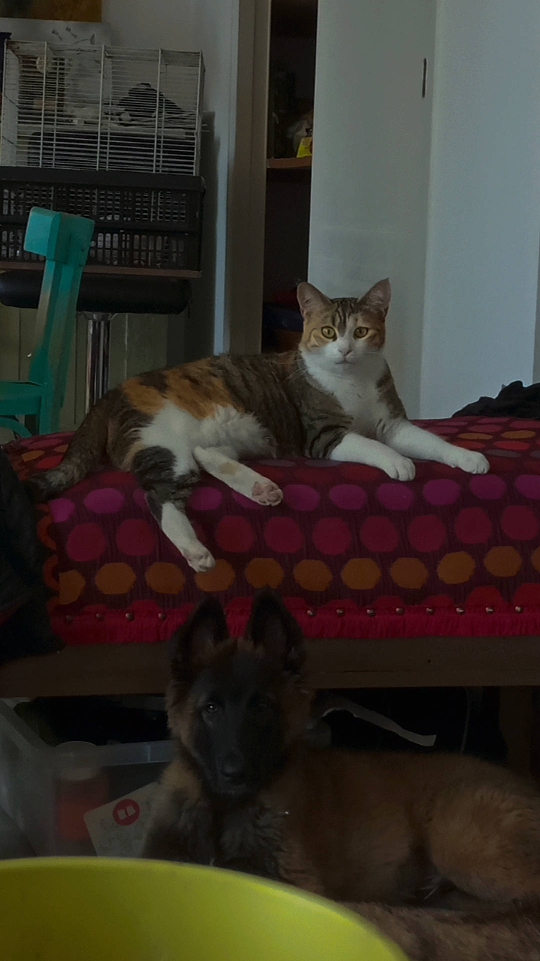 Hécate participe au concours pour gagner de l'argent avec cette photo : animal_shelter, carnivore, cat, cat_supply, comfort, domestic_short_haired_cat, fawn, felidae, flooring, fur, hardwood, pet_supply, room, shelf, small_to_medium_sized_cats, table, tail, vertebrate, whiskers, wood