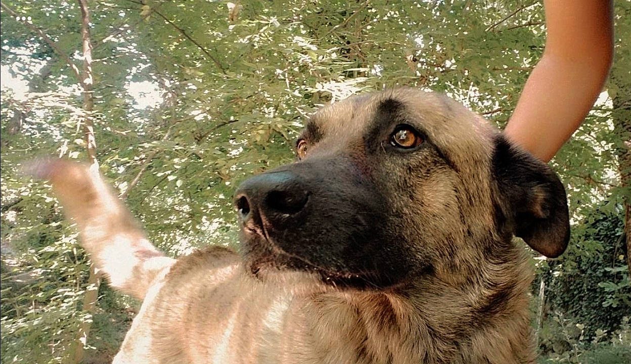 Saxo participe au concours pour gagner de l'argent avec cette photo : ancient_dog_breeds, canidae, carnivore, collar, companion_dog, dog, dog_breed, fawn, fur, giant_dog_breed, grass, guard_dog, hunting_dog, plant, terrestrial_animal, water, whiskers, wildlife, working_animal, working_dog