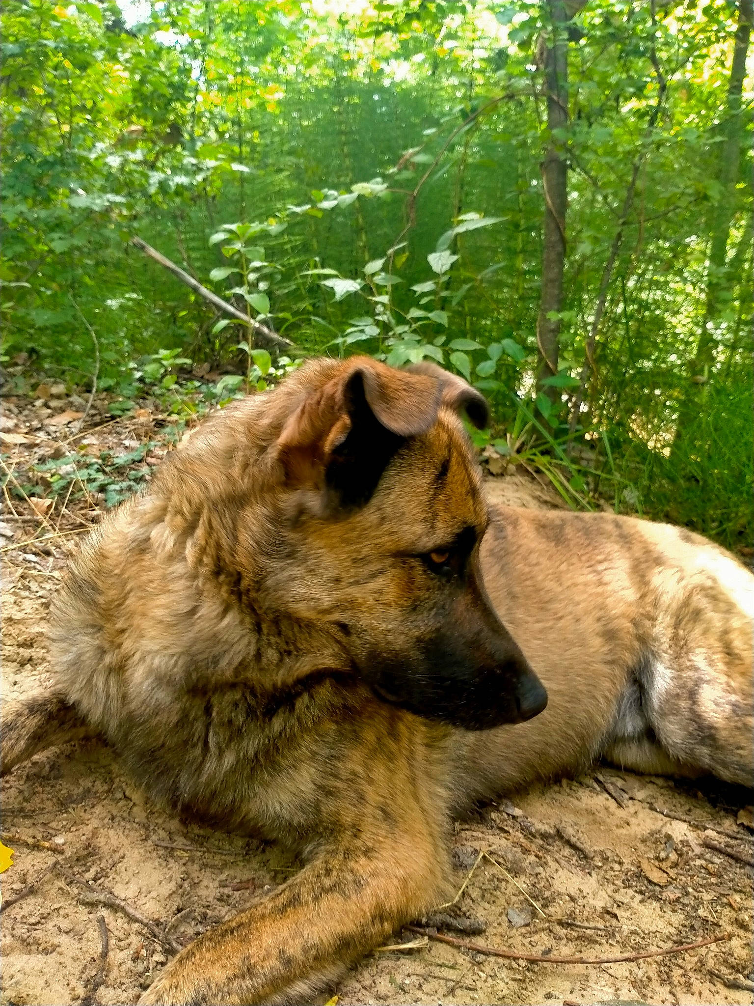 Saxo a rejoint le concours — aidez-le/la à gagner de superbes lots ! canidae, carnivore, companion_dog, dog, dog_breed, fawn, felidae, fur, plant, snout, soil, sporting_group, terrestrial_animal, tree, wildlife, working_animal, zoo