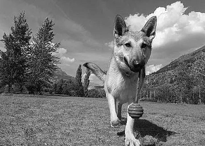 Dewoo participe au concours pour gagner de l'argent avec cette photo : black_and_white, carnivore, cloud, companion_dog, dog, dog_breed, fawn, gesture, grass, monochrome, monochrome_photography, plant, sky, snout, sporting_group, style, tree, whiskers, white, wildlife