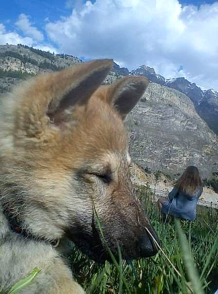 Dewoo a rejoint le concours — aidez-le/la à gagner de superbes lots ! canidae, canis, carnivore, cloud, dog, dog_breed, fawn, grass, grassland, hill, landscape, mountain, mountain_range, natural_landscape, plant, sky, snout, sporting_group, terrestrial_animal, working_animal