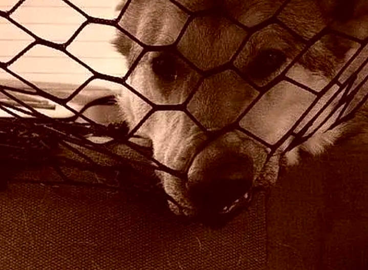 Dewoo a rejoint le concours — aidez-le/la à gagner de superbes lots ! chain_link_fencing, felidae, fence, landscape, leg, mesh, metal, net, pattern, sky, snout, table, tail, terrestrial_animal, tints_and_shades, tree, twig, wildlife, wire_fencing, wood