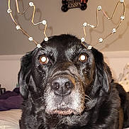 Brody joined the competition — help win amazing prizes! accessories, animal, canine, couch, diamond, dog, face, furniture, gemstone, glasses, head, indoors, jewelry, labradorretriever, necklace, person, pet, photography, portrait, puppy