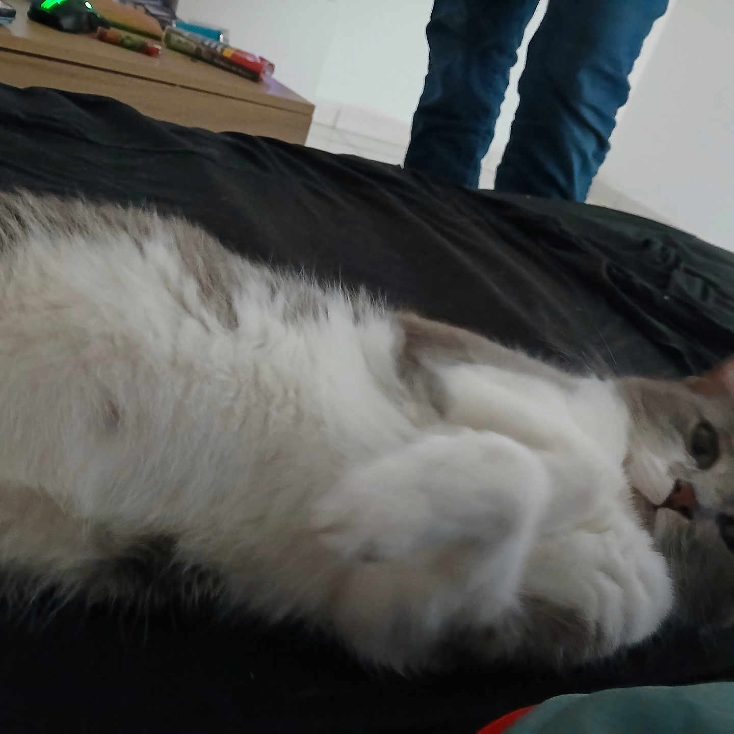 Nala participe au concours pour gagner de l'argent avec cette photo : black_bedspread, cat, curious, dresser, feline, floor, fluffy, fur, gray_fur, home, indoor, jeans, lying_down, objects, paws, person, pet, relaxed, resting, white_fur