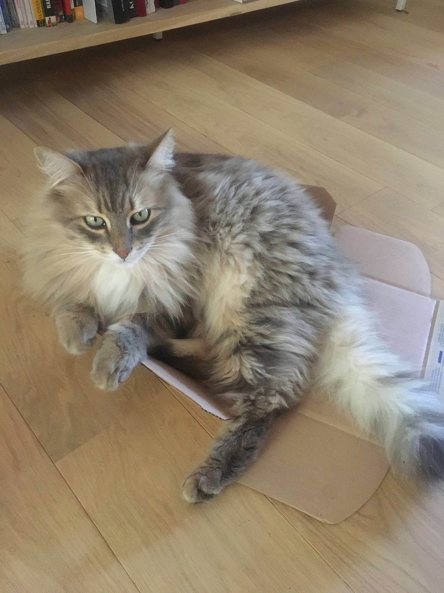 Micha a rejoint le concours — aidez-le/la à gagner de superbes lots ! asian_semi_longhair, british_semi_longhair, carnivore, cat, cymric, domestic_long_haired_cat, european_shorthair, felidae, fur, maine_coon, mammal, nebelung, norwegian_forest_cat, ragamuffin, siberian, small_to_medium_sized_cats, tabby_cat, tail, vertebrate, whiskers