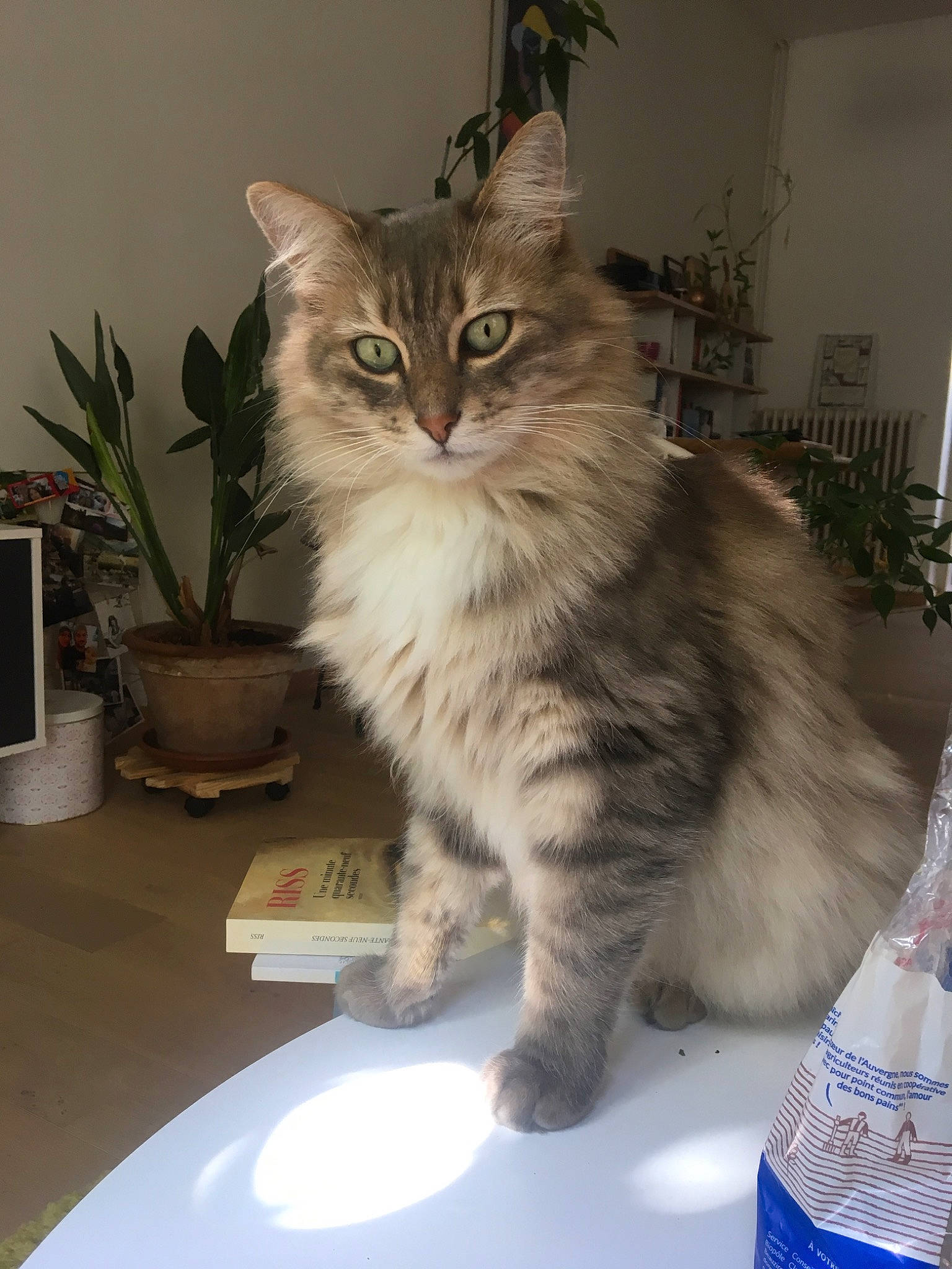 Micha a rejoint le concours — aidez-le/la à gagner de superbes lots ! asian_semi_longhair, british_semi_longhair, carnivore, cat, cymric, domestic_long_haired_cat, domestic_short_haired_cat, european_shorthair, felidae, kitten, kurilian_bobtail, maine_coon, mammal, norwegian_forest_cat, ragamuffin, siberian, small_to_medium_sized_cats, tabby_cat, vertebrate, whiskers