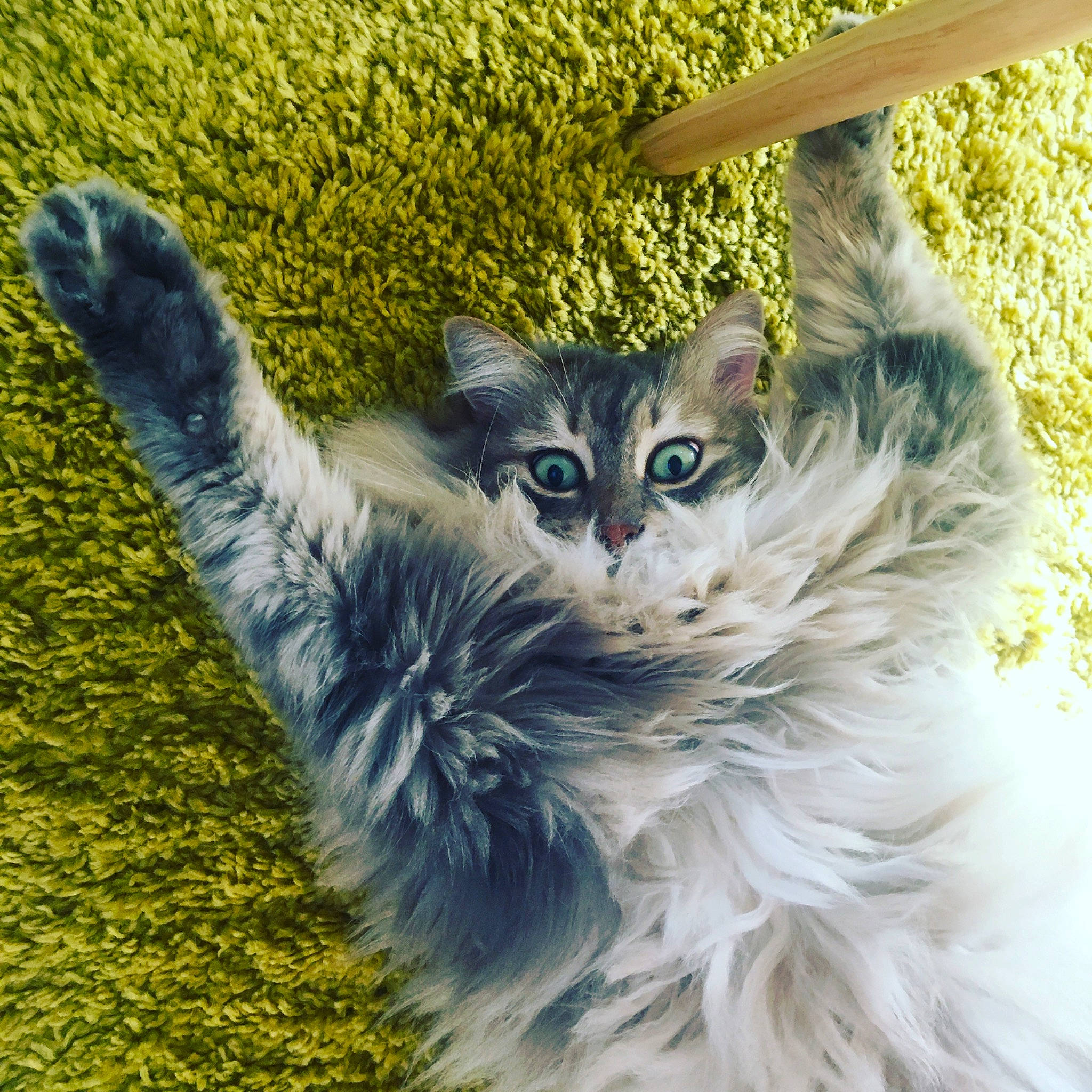 Micha a rejoint le concours — aidez-le/la à gagner de superbes lots ! american_curl, carnivore, cat, domestic_long_haired_cat, eye, felidae, fur, grass, kitten, maine_coon, mammal, norwegian_forest_cat, plant, polydactyl_cat, siberian, small_to_medium_sized_cats, snout, tabby_cat, tail, whiskers