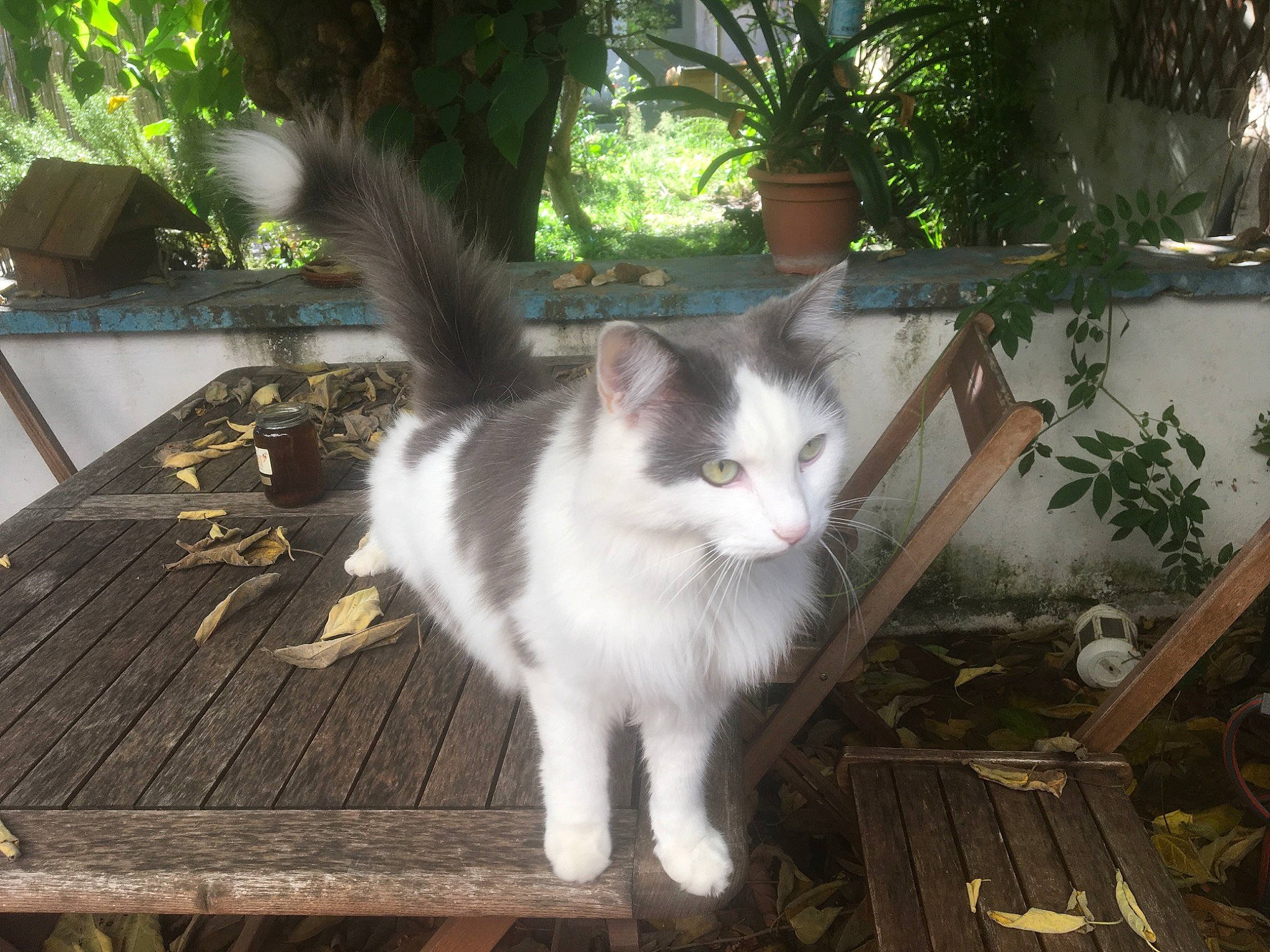 Milo a rejoint le concours — aidez-le/la à gagner de superbes lots ! aegean_cat, american_wirehair, carnivore, cat, domestic_long_haired_cat, domestic_short_haired_cat, felidae, mammal, polydactyl_cat, small_to_medium_sized_cats, tail, turkish_angora, turkish_van, whiskers, window