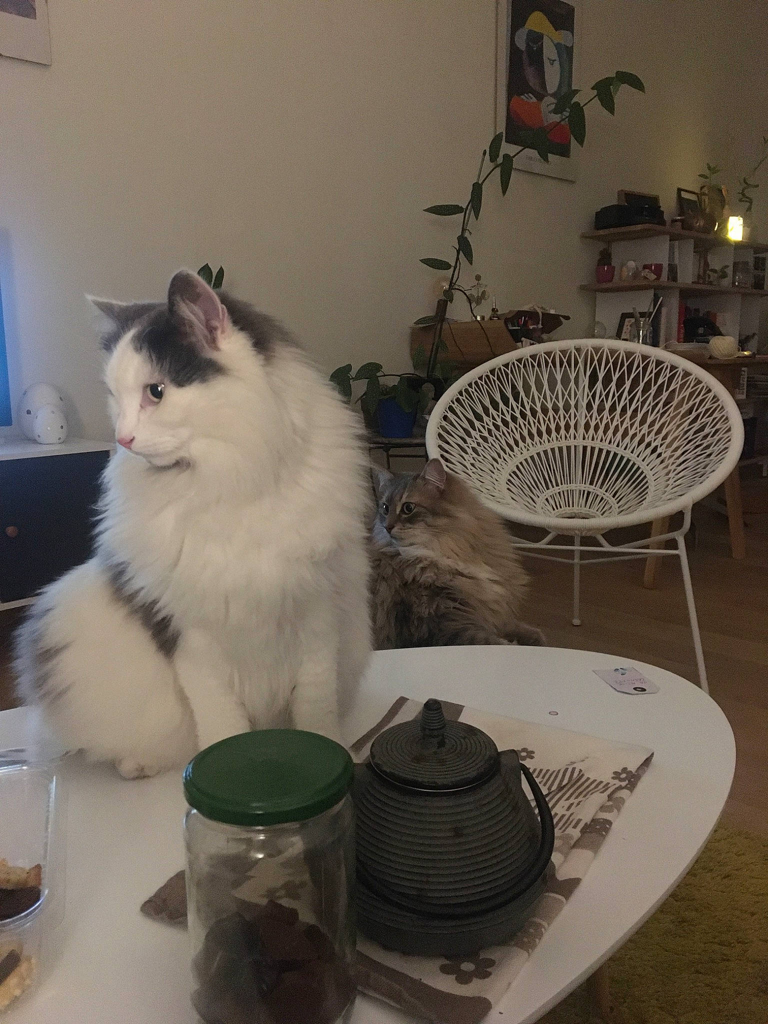 Milo participe au concours pour gagner de l'argent avec cette photo : carnivore, cat, domestic_long_haired_cat, felidae, kitten, norwegian_forest_cat, persian, ragamuffin, ragdoll, small_to_medium_sized_cats, turkish_van, whiskers