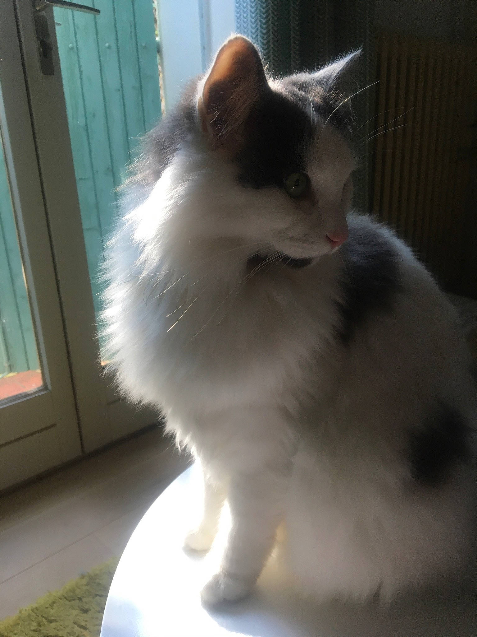 Milo participe au concours pour gagner de l'argent avec cette photo : birman, british_longhair, british_semi_longhair, carnivore, cat, domestic_long_haired_cat, fawn, felidae, fur, mammal, norwegian_forest_cat, ragamuffin, ragdoll, small_to_medium_sized_cats, tail, turkish_van, whiskers