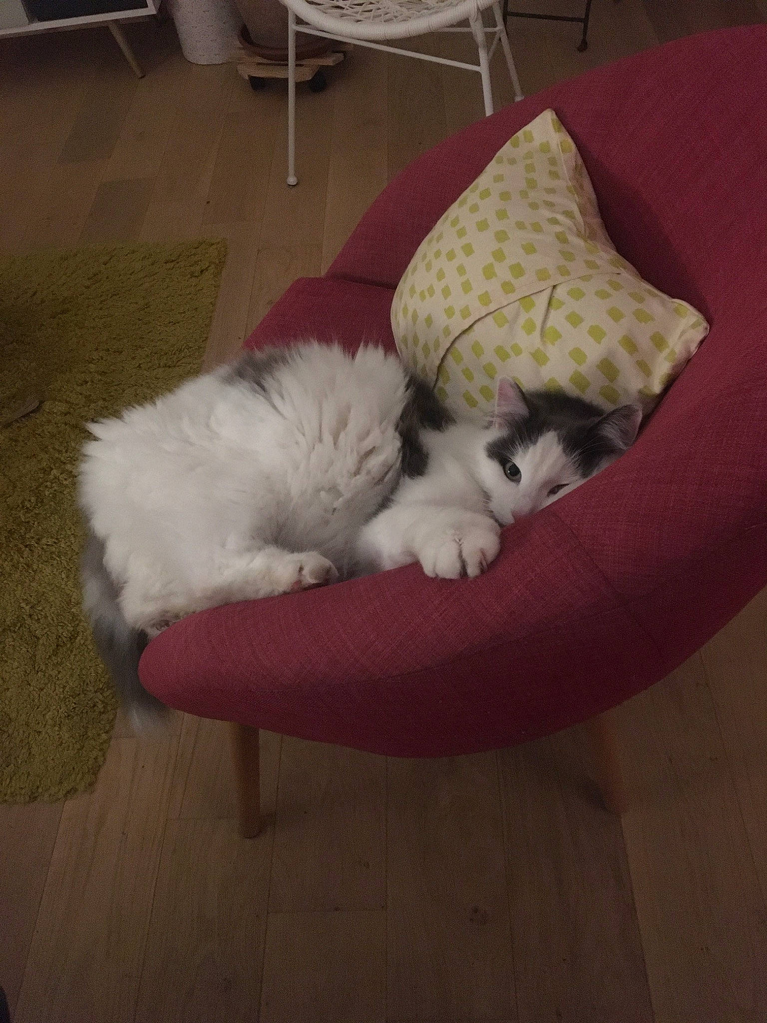 Milo a rejoint le concours — aidez-le/la à gagner de superbes lots ! canidae, carnivore, cat, felidae, kitten, mammal, persian, ragamuffin, ragdoll, small_to_medium_sized_cats, turkish_van, whiskers