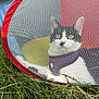 Smidge is registered to the contest to win money with this photo: animal, black_and_white, cat, colorful, curious, daylight, ears, eye_contact, fur, grass, mesh, nature, outdoor, pet, playful, relaxed, resting, small_animal, tent, whiskers