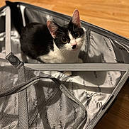 Smidge joined the competition — help win amazing prizes! cat, black_and_white, curious, pet, indoor, suitcase, open_suitcase, wooden_floor, animal, feline, eyes, ears, whiskers, fur, domestic_cat, looking_up, resting, travel, empty, mesh_pocket