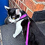 Smidge is registered to the contest to win money with this photo: animal, black_and_white_cat, blue_door, brick_wall, cat, close_up, curious, door, exploring, feline, harness, leash, outdoor, pet, purple_harness, purple_leash, side_view, step, texture, walking