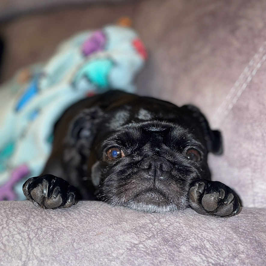 Shadow is registered to the contest to win money with this photo: animal, black_dog, blanket, closeup, couch, cozy, cute, dog, expression, face, fur, home, indoors, paws, pet, pug, relaxation, resting, sleepy, soft