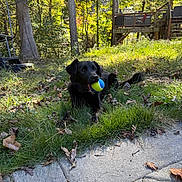 Poppy is registered to the contest to win money with this photo: dog, black_dog, tennis_ball, grass, leaves, outdoor, yard, sunlight, trees, pet, playing, nature, daylight, animal, canine, resting, fall, wooden_deck, pavement, fun