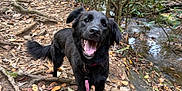 Poppy is registered to the contest to win money with this photo: dog, black_dog, leash, forest, trail, roots, leaves, outdoor, nature, stream, happy, tongue_out, canine, pet, walking, trees, woodland, smiling, daylight, adventure
