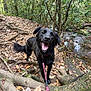 dog, black_dog, leash, forest, trail, roots, leaves, outdoor, nature, stream, happy, tongue_out, canine, pet, walking, trees, woodland, smiling, daylight, adventure