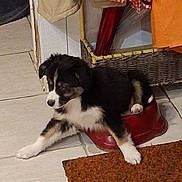 Bonnie a rejoint le concours — aidez-le/la à gagner de superbes lots ! puppy, dog, bowl, indoor, floor, tile_floor, clothing, basket, coat, red, black, white, brown, pet, cute, animal, stretching, home, doorframe, mat