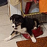 puppy, dog, bowl, indoor, floor, tile_floor, clothing, basket, coat, red, black, white, brown, pet, cute, animal, stretching, home, doorframe, mat