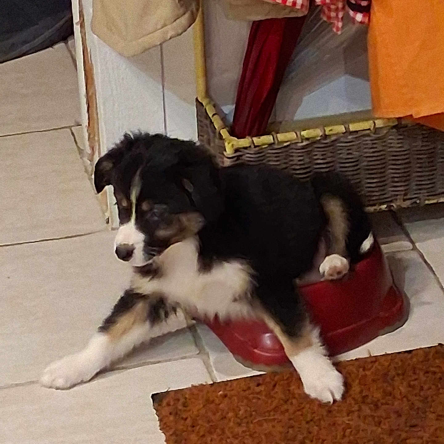 Bonnie a rejoint le concours — aidez-le/la à gagner de superbes lots ! puppy, dog, bowl, indoor, floor, tile_floor, clothing, basket, coat, red, black, white, brown, pet, cute, animal, stretching, home, doorframe, mat