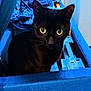 black_cat, yellow_eyes, cat, pet, indoor, blue_container, fabric, curious, animal, feline, close_up, whiskers, ears, looking, domestic_cat, household, cute, mystery, soft_texture, sitting