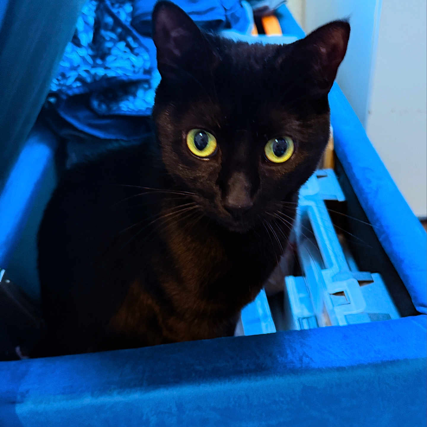 Simba Penelope is registered to the contest to win money with this photo: animal, black_cat, blue_container, cat, close_up, curious, cute, domestic_cat, ears, fabric, feline, household, indoor, looking, mystery, pet, sitting, soft_texture, whiskers, yellow_eyes