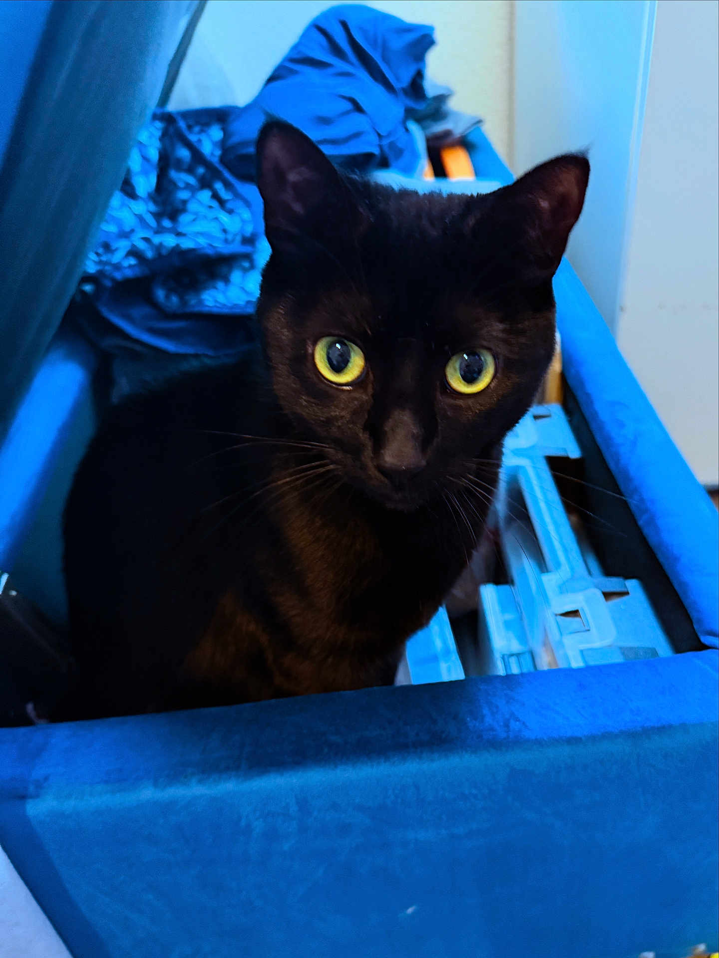 Simba Penelope is registered to the contest to win money with this photo: black_cat, yellow_eyes, cat, pet, indoor, blue_container, fabric, curious, animal, feline, close_up, whiskers, ears, looking, domestic_cat, household, cute, mystery, soft_texture, sitting