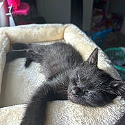 Roman joined the competition — help win amazing prizes! animal, black_kitten, cat, cat_bed, closeup, cozy, cute, fur, furry, home, indoor, paw, pet, relaxed, resting, sleeping, soft_texture, whiskers, window_light, young_cat