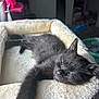 animal, black_kitten, cat, cat_bed, closeup, cozy, cute, fur, furry, home, indoor, paw, pet, relaxed, resting, sleeping, soft_texture, whiskers, window_light, young_cat