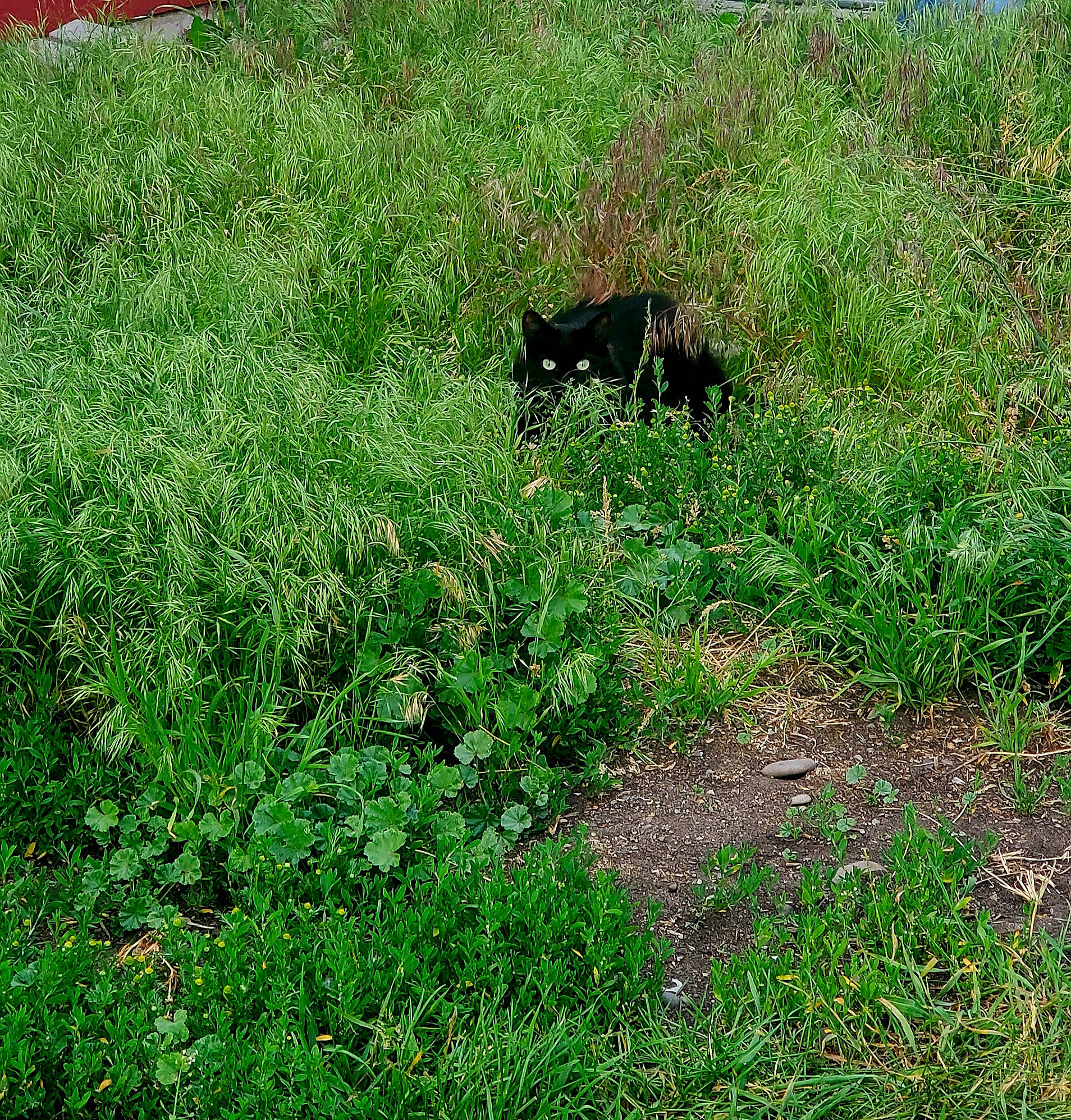 Piperann joined the competition — help win amazing prizes! canidae, carnivore, flowering_plant, grass, grassland, groundcover, herb, herbaceous_plant, natural_landscape, pasture, plant, prairie, shrub, shrubland, soil, sporting_group, subshrub, tail, terrestrial_animal, wildlife