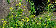 Piperann is registered to the contest to win money with this photo: annual_plant, daisy_family, flower, flowering_plant, forb, grass, grassland, groundcover, herb, herbaceous_plant, landscape, natural_landscape, plant, plant_community, prairie, shrub, shrubland, subshrub, terrestrial_plant, wildflower