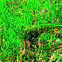 Piperann joined the competition — help win amazing prizes! flowering_plant, grass, grassland, green, groundcover, pattern, perennial_plant, plant, rectangle, sedge_family, terrestrial_plant