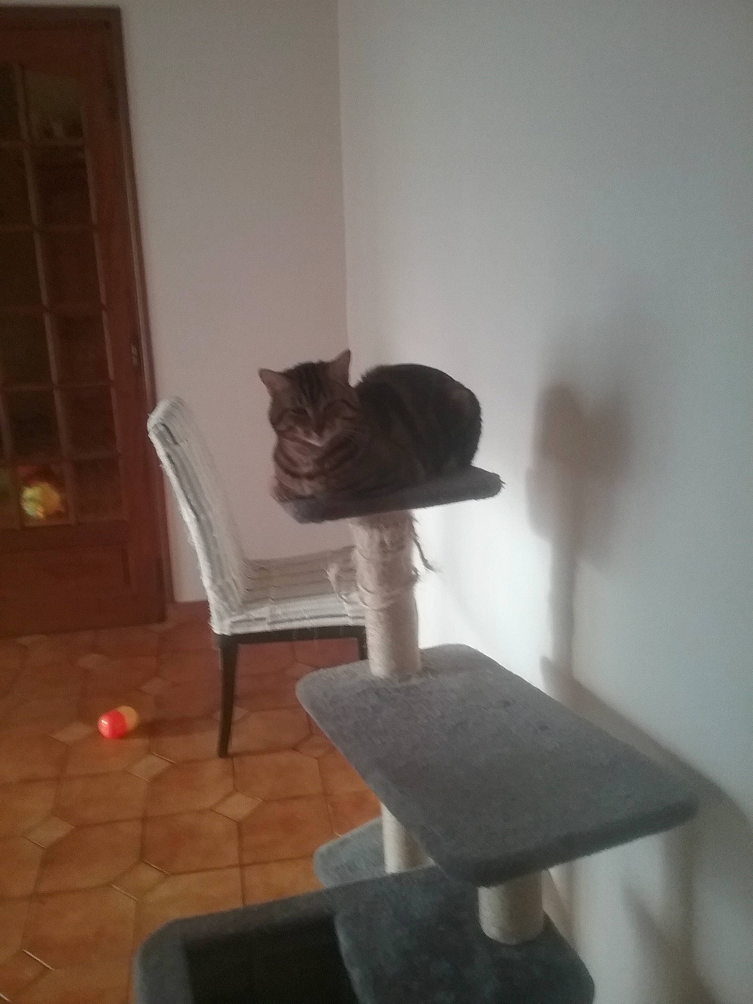 Luigi participe au concours pour gagner de l'argent avec cette photo : cat, chair, felidae, furniture, office_chair, room, small_to_medium_sized_cats, tail, whiskers