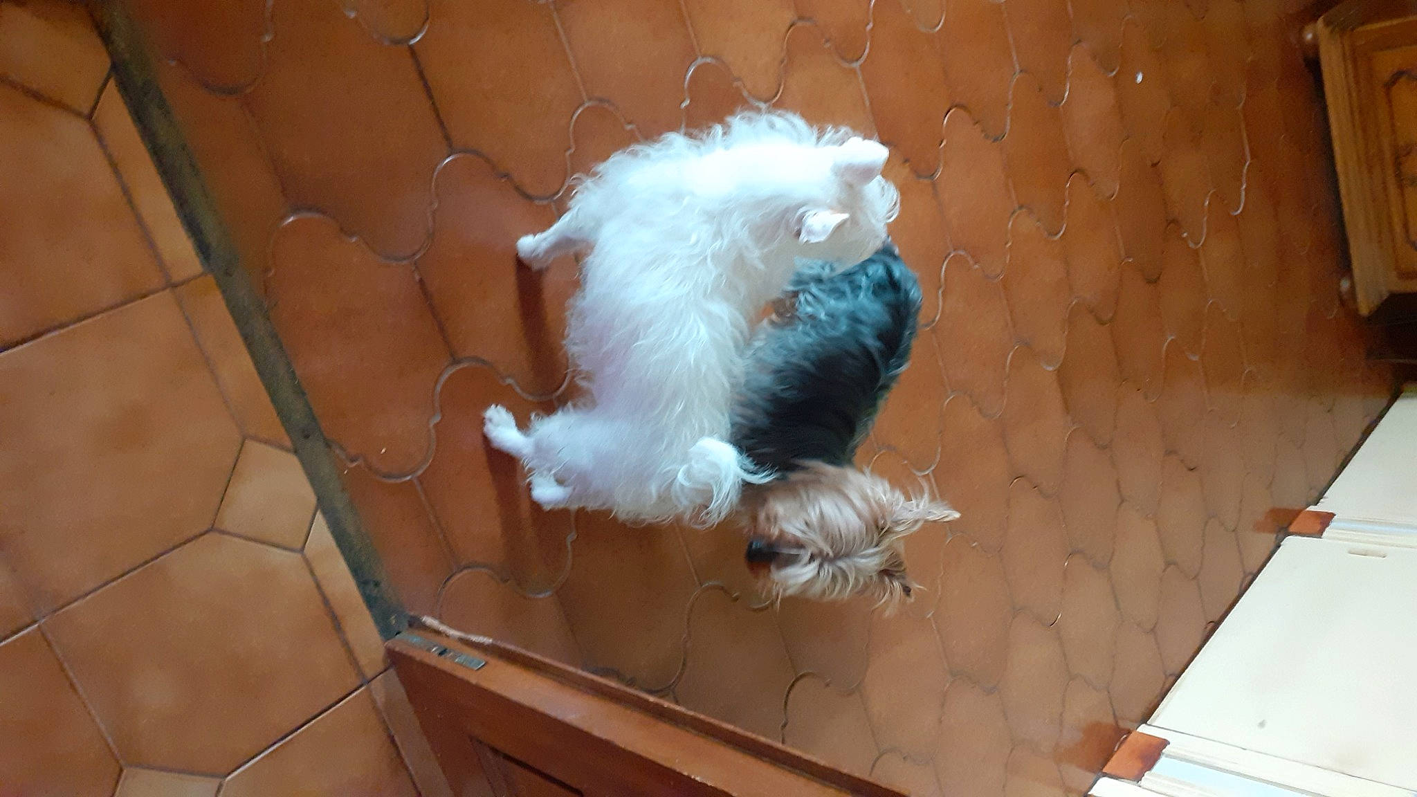 Heliot Et Stessy participe au concours pour gagner de l'argent avec cette photo : beak, canidae, carnivore, companion_dog, dog, dog_breed, fawn, feather, felidae, flooring, fur, hardwood, paw, pet_supply, small_to_medium_sized_cats, tail, toy_dog, whiskers, wing, wood