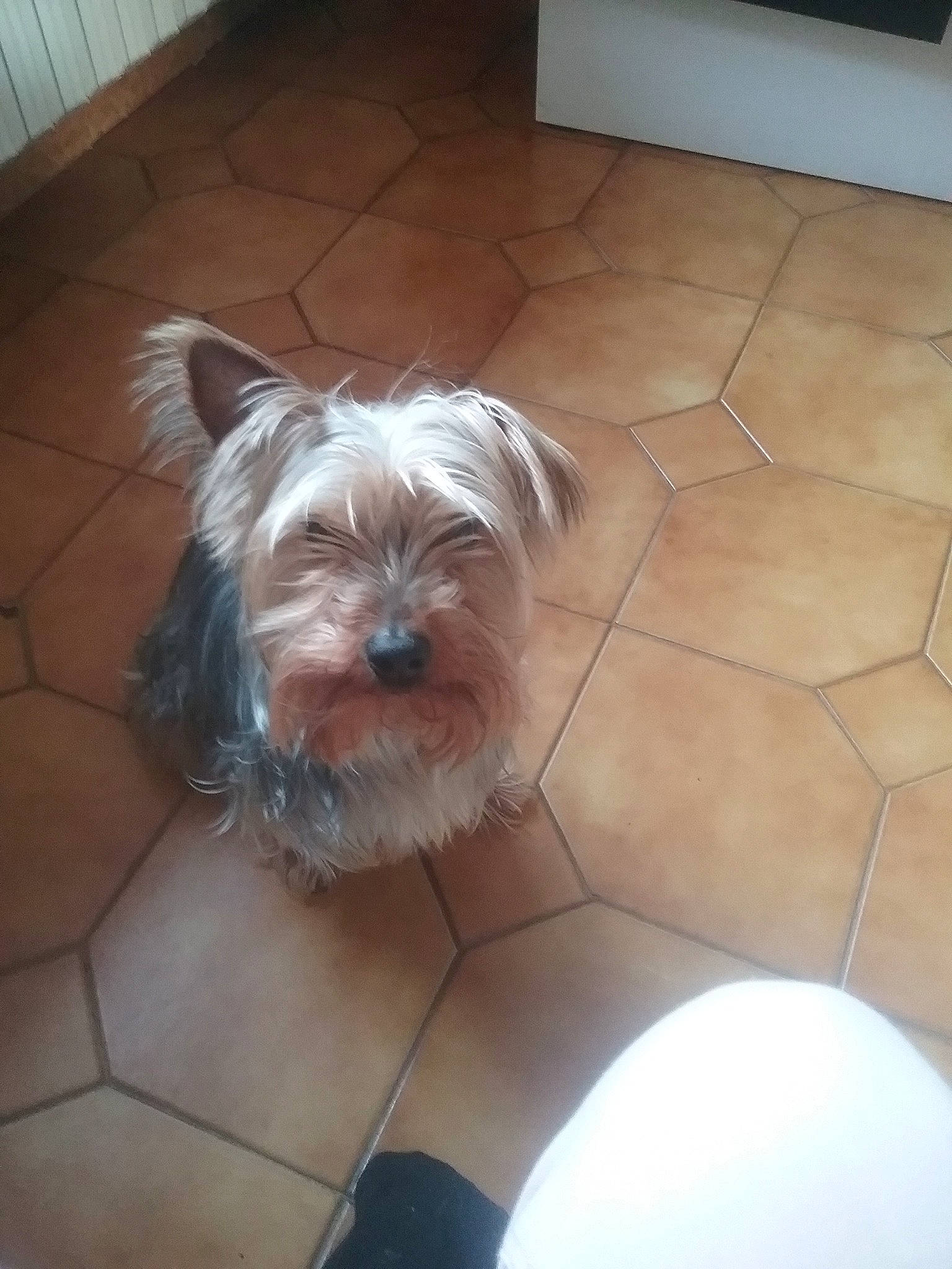 Stessy a rejoint le concours — aidez-le/la à gagner de superbes lots ! canidae, carnivore, companion_dog, dog, dog_breed, maltese, mammal, morkie, puppy, rare_breed_dog, shih_tzu, small_terrier, sporting_group, sporting_lucas_terrier, terrier, tile, toy_dog, vertebrate, west_highland_white_terrier, yorkshire_terrier