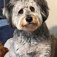 Jax joined the competition — help win amazing prizes! dog, fluffy, curly_fur, pet, indoor, cozy, couch, close_up, brown_eyes, sitting, furry, domestic_animal, companion, cute, animal_portrait, indoor_light, relaxed, friendly, fur_texture, home