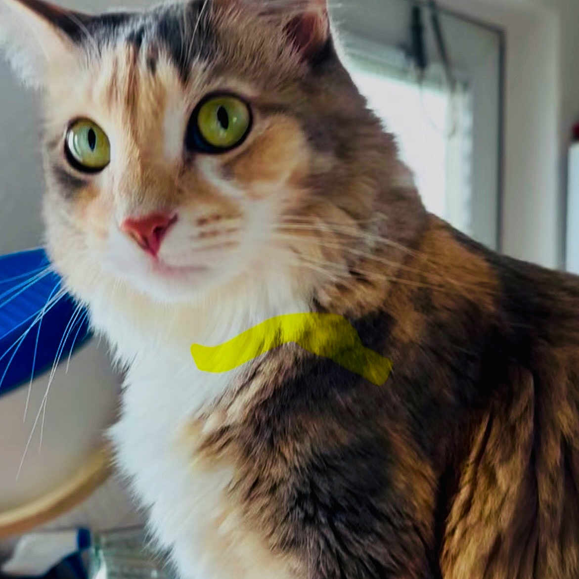 Didee is registered to the contest to win money with this photo: alert, animal, blue_background, calico_cat, cat, close_up, cute, feline, fur, green_eyes, home, indoors, looking_at_camera, pet, pink_nose, portrait, short_hair, sitting, whiskers, yellow_mark