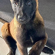 Nahya participe au concours pour gagner de l'argent avec cette photo : dog, puppy, belgian_malinois, pointy_ears, sitting, portrait, pet, canine, brown_coat, black_mask, indoors, tile_floor, sunlight, furniture, alert, looking_at_camera, front_view, cute, animal_photography, upright_pose